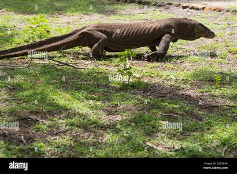  Désossé, le Dragon de Komodo: une créature préhistorique qui sévit encore aujourd’hui dans les îles indonésiennes !