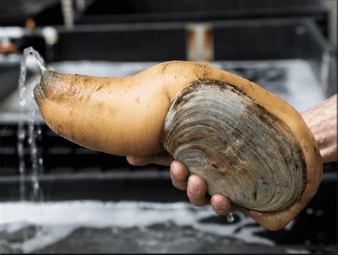  Geoduck ! Un Mollusque Bivalve aux Allures Inattendues et à la Vie Intéressante en Sous-Marin