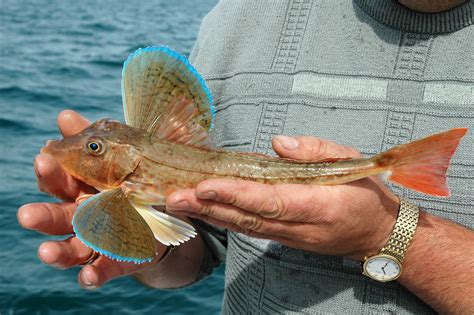  Gurnard! Un Poisson à la Mine Surprenante qui S'adapte aux Fonds Marins avec Maestria