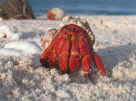  Hermit Crab! Une créature fascinante qui porte sa maison sur son dos!