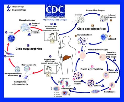  Plasmodium: Un Micro-Assassin qui Fait danser le Sang de Son Hôte !