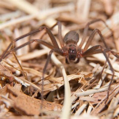  Recluse! Une araignée discrète aux habitudes nocturnes fascinantes