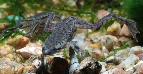  Zaire Torrent Frog: An Aquatic Acrobat Balancing Between Rocks and Waterfalls!