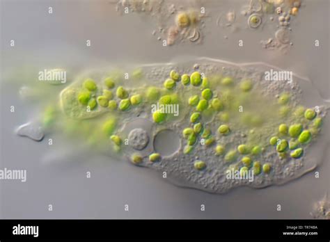  Zoochlorellae! Une Algues-Symbionte Qui Donne à Vos Amoebozoa Un Style Vert Incroyable!