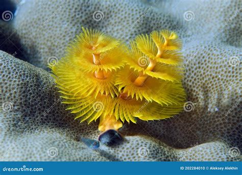  Branchiomma: Un Ver Polychète Qui Ressemble à une Fleur Multicolore en Sous-Marin !