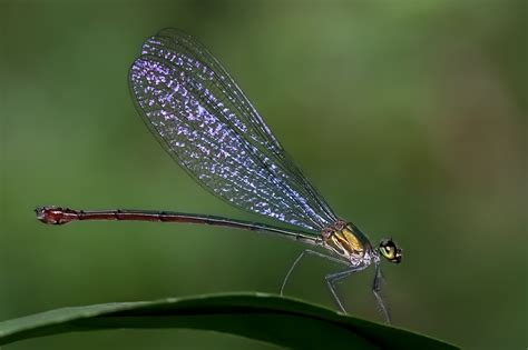  Brouillard! Un Insect avec des Ailes de Satin qui S'envole dans le Crépuscule pour un Banquet Nocturne