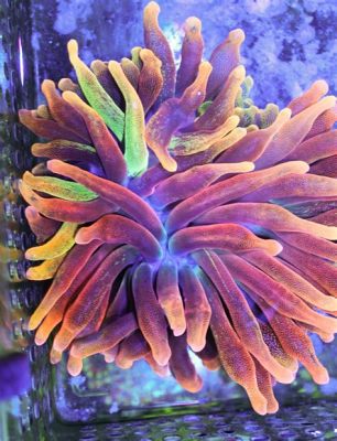  Bubble-Tip Anemone : Découverte d’une Merveille Colorée et Symbolique au Coeur des Récifs Coralliens!