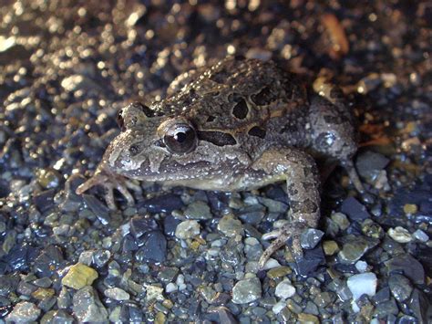  Discoglossus: A Tiny Toad with the Soul of a Ninja!