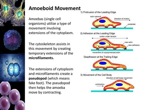  Ever Wonder About This Single-Celled Organism That Exhibits Amoeboid Movement?