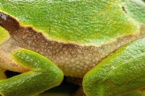  Frog: Un Amphibien Agile aux Yeux Proéminents et à la Peau Humide qui Se Déplace avec Précision dans l'Eau et sur Terre!