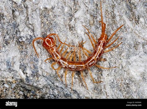  Hilopoda: Un Monstre à Mille Pattes aux Yeux Facétieux!