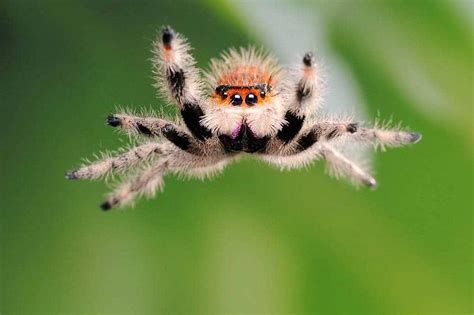  Jumping Spider: A Tiny Hunter With Incredible Vision Who Can Also Dance