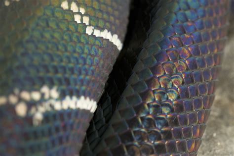  King Cobra: This Scaly Serpent With Iridescent Scales Will Leave You Mesmerized by its Deadly Dance