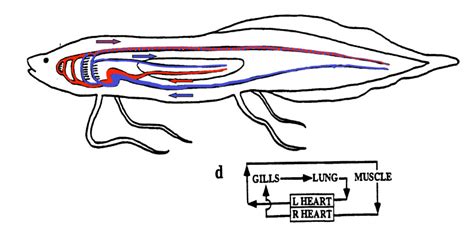  Lepidosiren, le poisson amphibie qui respire l'air! 