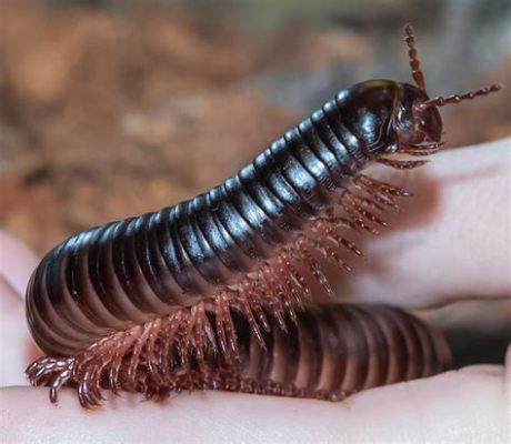  Quelle est la vie mystérieuse et fascinante d'un Quincyus, créature à mille pattes vivant dans l'ombre ?