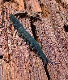  Onychophore:  Une créature fascinante aux pattes multiples qui rappellent un hybride entre une chenille et un lézard!