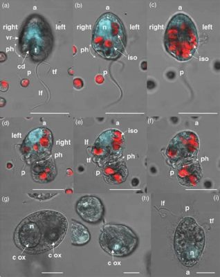 Oxyrrhis Marina: Un Prédateur Microscopique Qui Chasse en Tournoyant avec Férocité et Élégance!