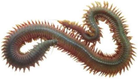  Ragworm! Une Créature Marin Mystérieuse à L'Apparence Extraordinaire et un Rôle Vital dans l'Écosystème