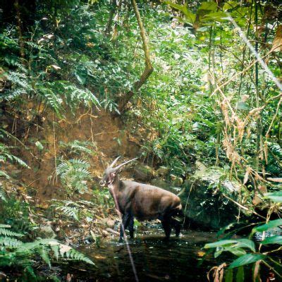  Saola ! Un animal mystérieux aux bois majestueux et à la robe d'un fauve elegant