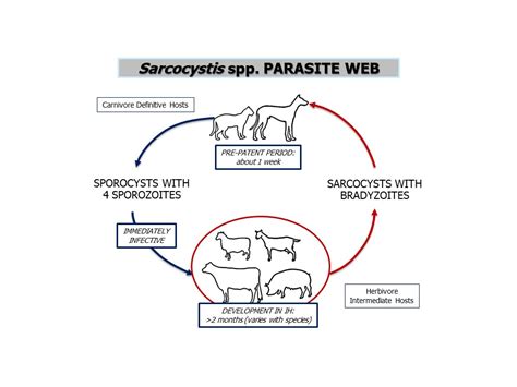  Sarcocystis! Un Parasite Subtil Qui Transforme Ses Hôtes en Machines à Reproduction