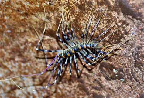  Scutigera: Une créature fascinante aux mille pattes qui brille sous les lumières nocturnes!