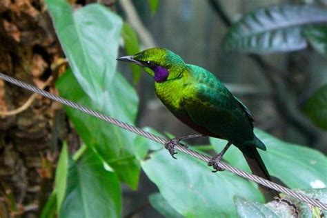  Sturnidae, les oiseaux chanteurs aux plumes irisées qui virevoltent dans le ciel !