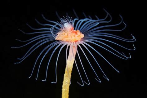  Tubularia! Des polypes qui dansent et des méduses qui émergent