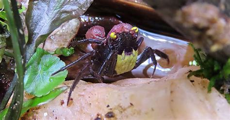  Vampire Crab: Une créature fascinante vivant dans les profondeurs abyssales et se nourrissant de déchets organiques en décomposition!