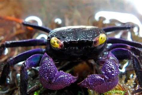  Vampire Crab, Un Crustacé Intriguant Qui Se Nourrit de Carcasse et d'Algues Marinés!