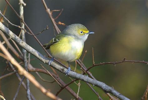  Viréo à Eyre ! Découvre un oiseau migrateur au plumage délicatement orné de touches orangées