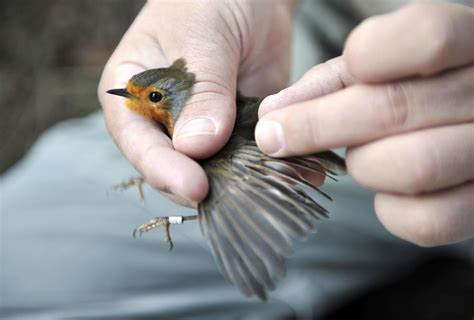  Xémornis:  Un Oiseau Sauvage aux Plumages Vibrants Qui Déchaîne la Joie et L’Enthousiasme des Ornithologues Avertis !