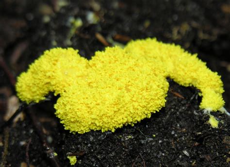  Yellow Slime Mold: A Single-Celled Enigma That Embraces Colonial Life!